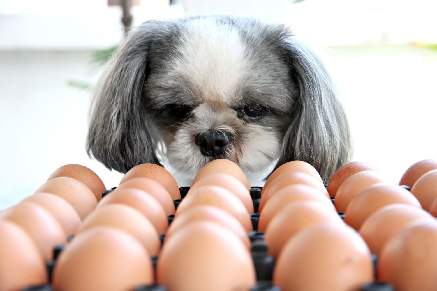 Darf mein Hund Ei fressen? Alle wichtigen Fakten rund ums Ei Anicare