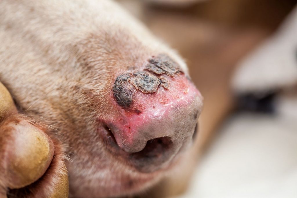 Vorsicht! Dein Hund kann auch Sonnenbrand bekommen!