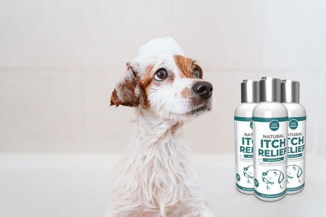Läufigkeit bei Hunden Die besten Tipps und Tricks Anicare