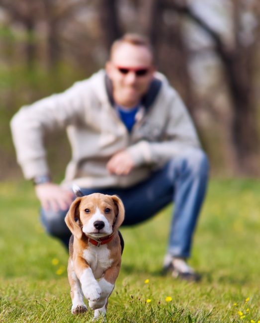Beagle läuft