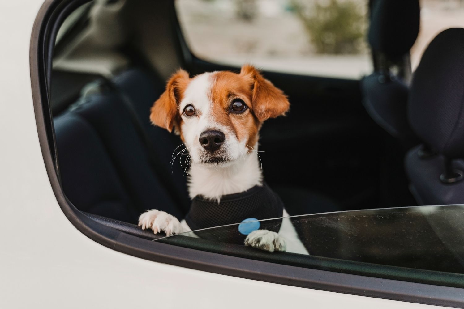 Hund im Auto