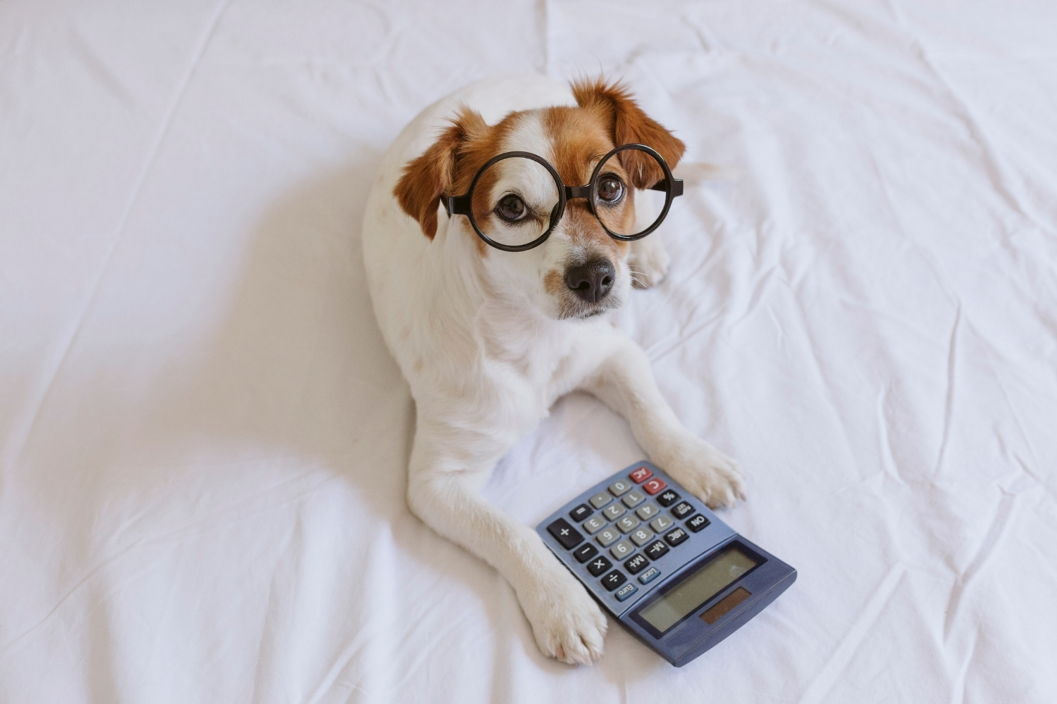 Dog Calculator