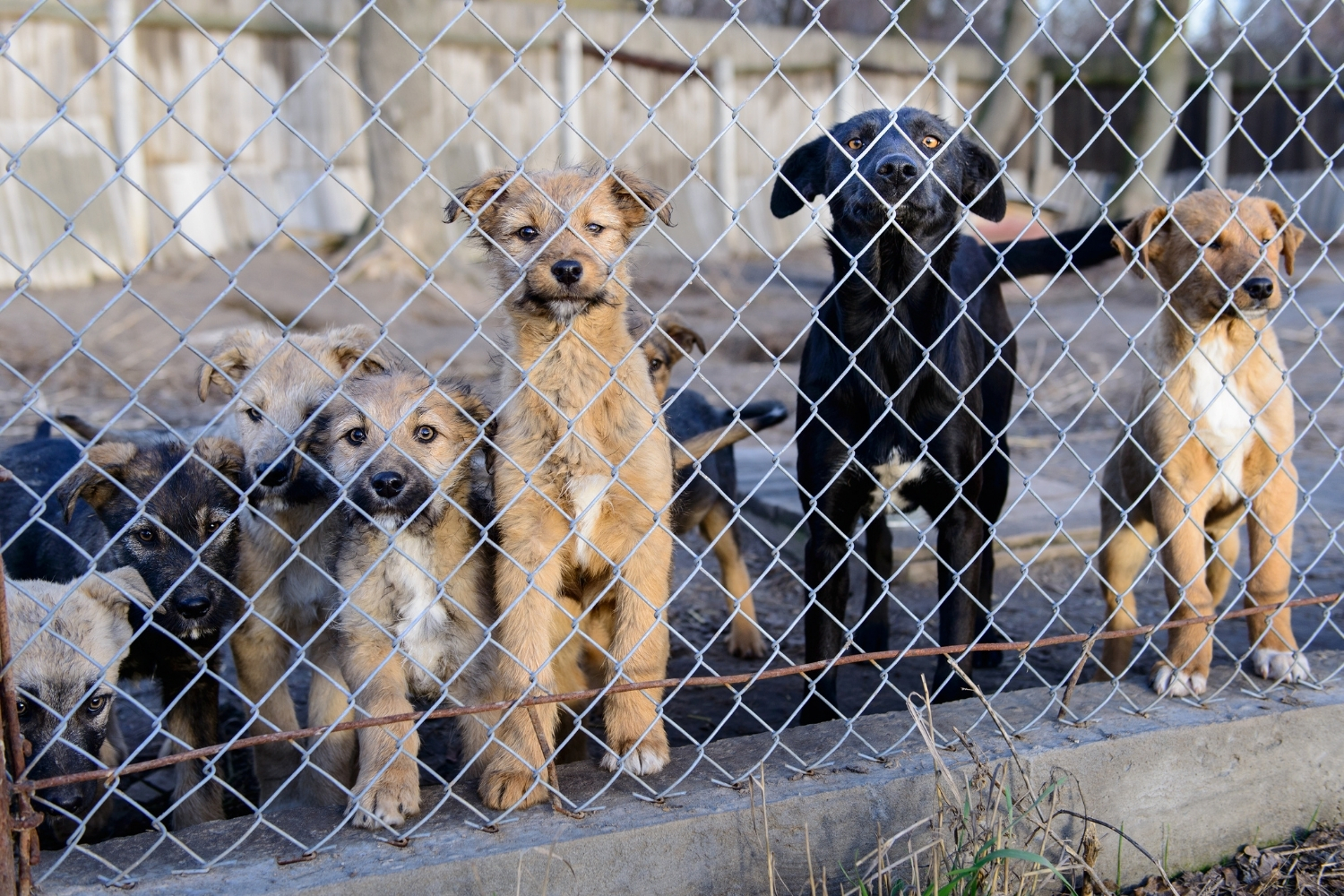 honden en puppies verwaarloosd achter een hek