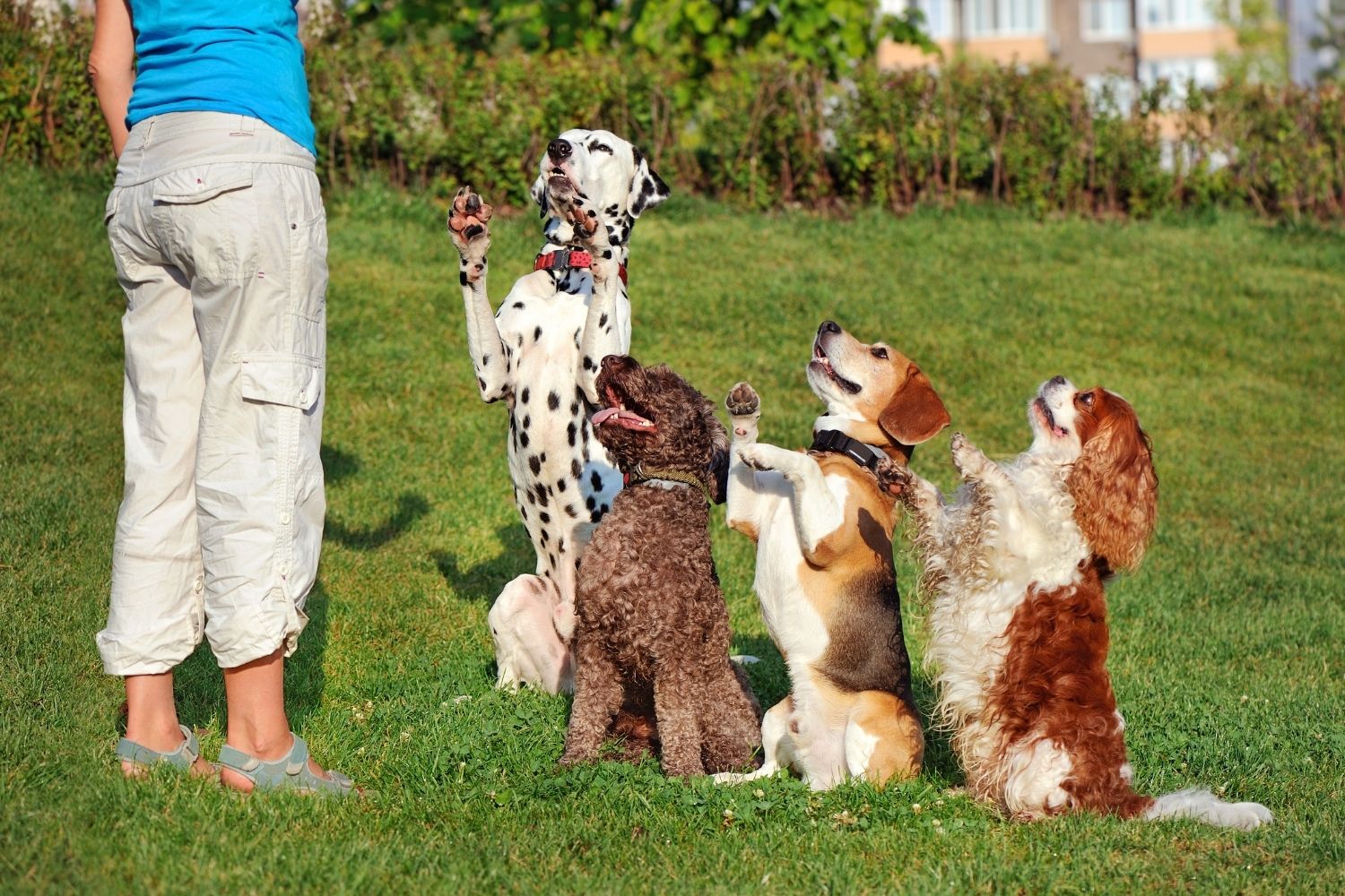 Vier Hunde in einer Reihe vor einer Frau mit Leckerli