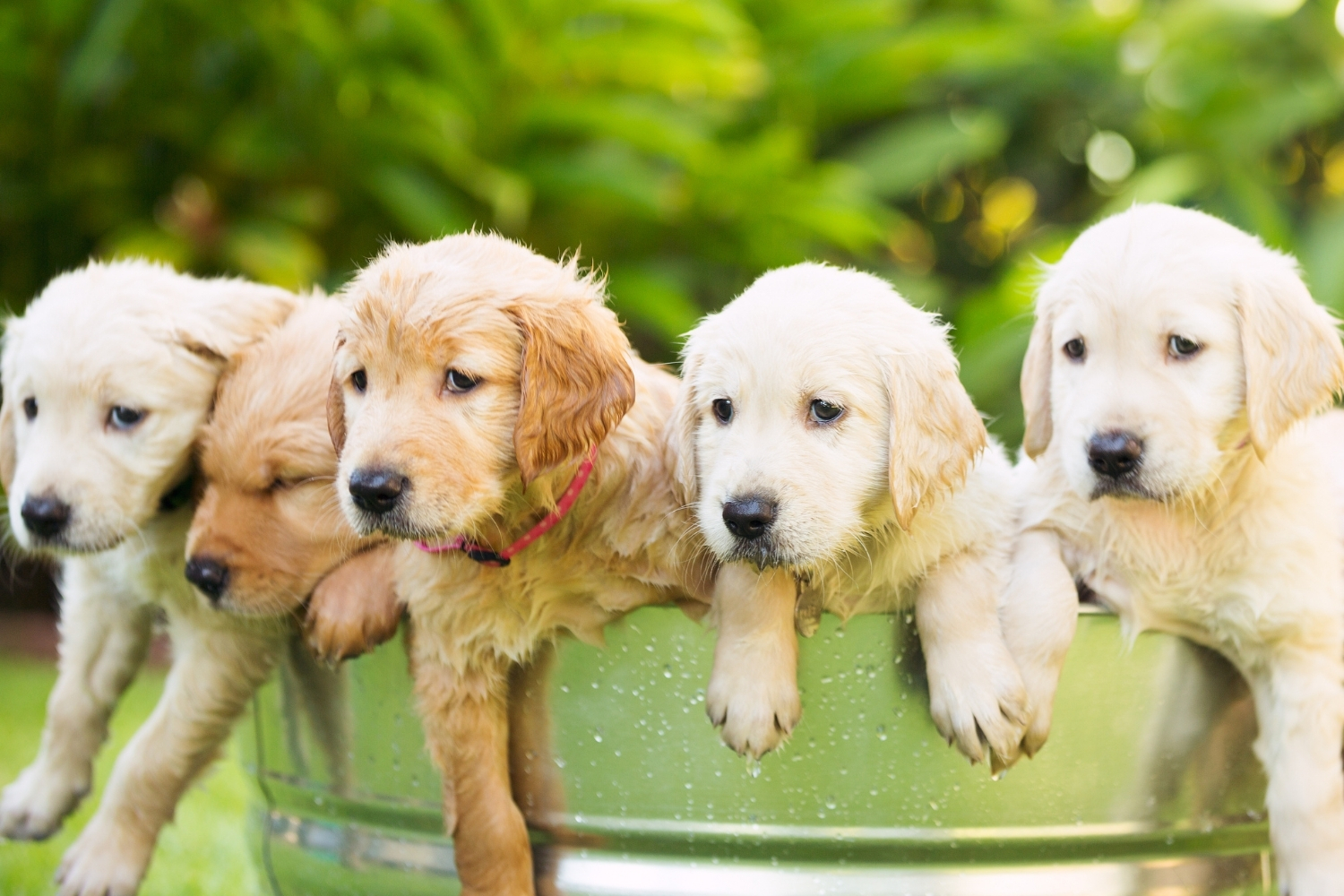 Vijf puppy's in een bak met water