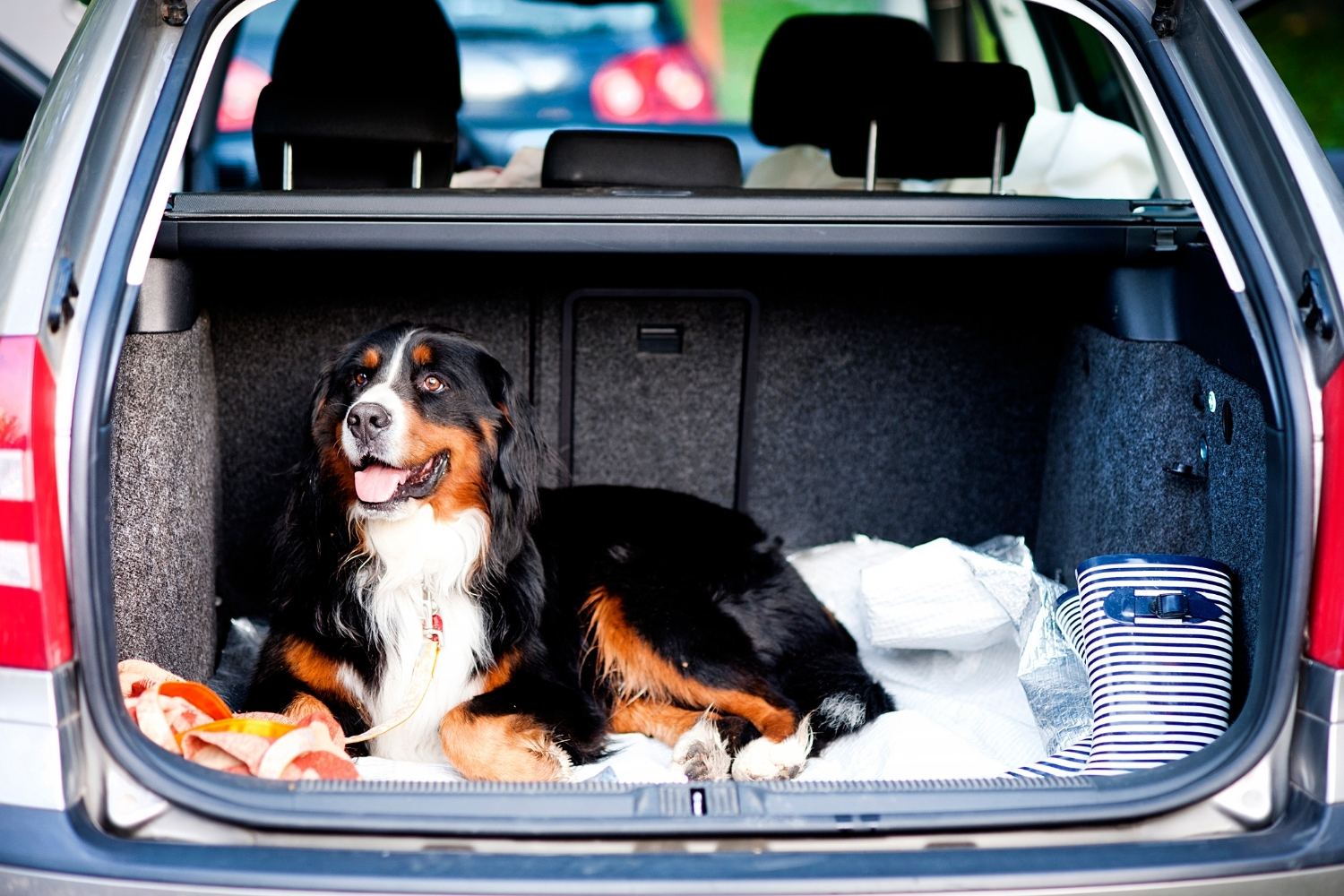 Hund im Kofferraum eines Autos
