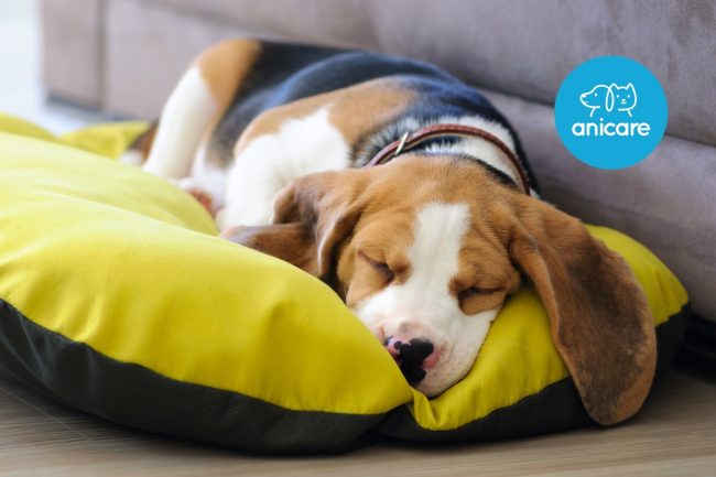 Hundekorb oder Hundebett – Wo schläft der Hund am liebsten?