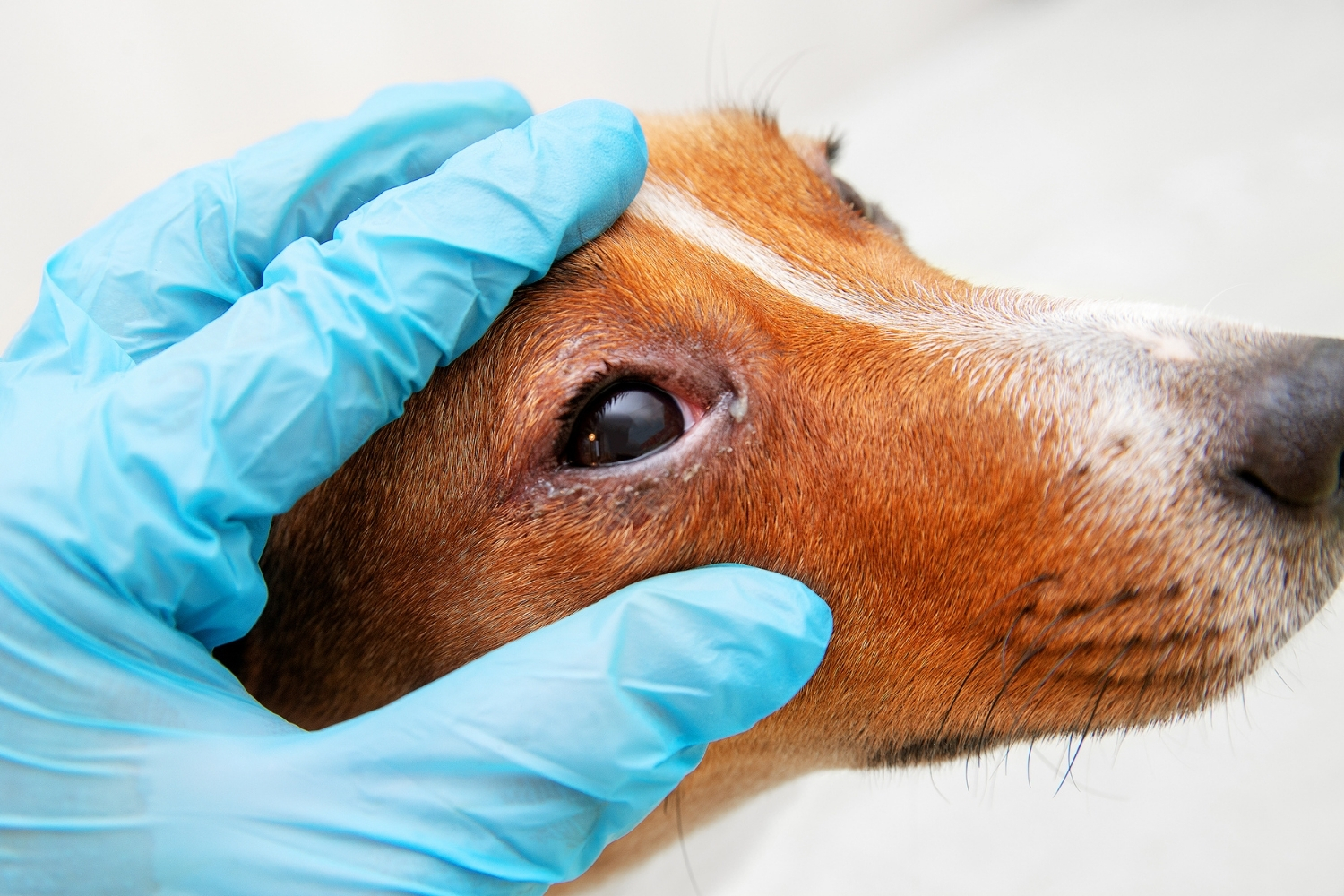 Hund mit Bindehautentzündung
