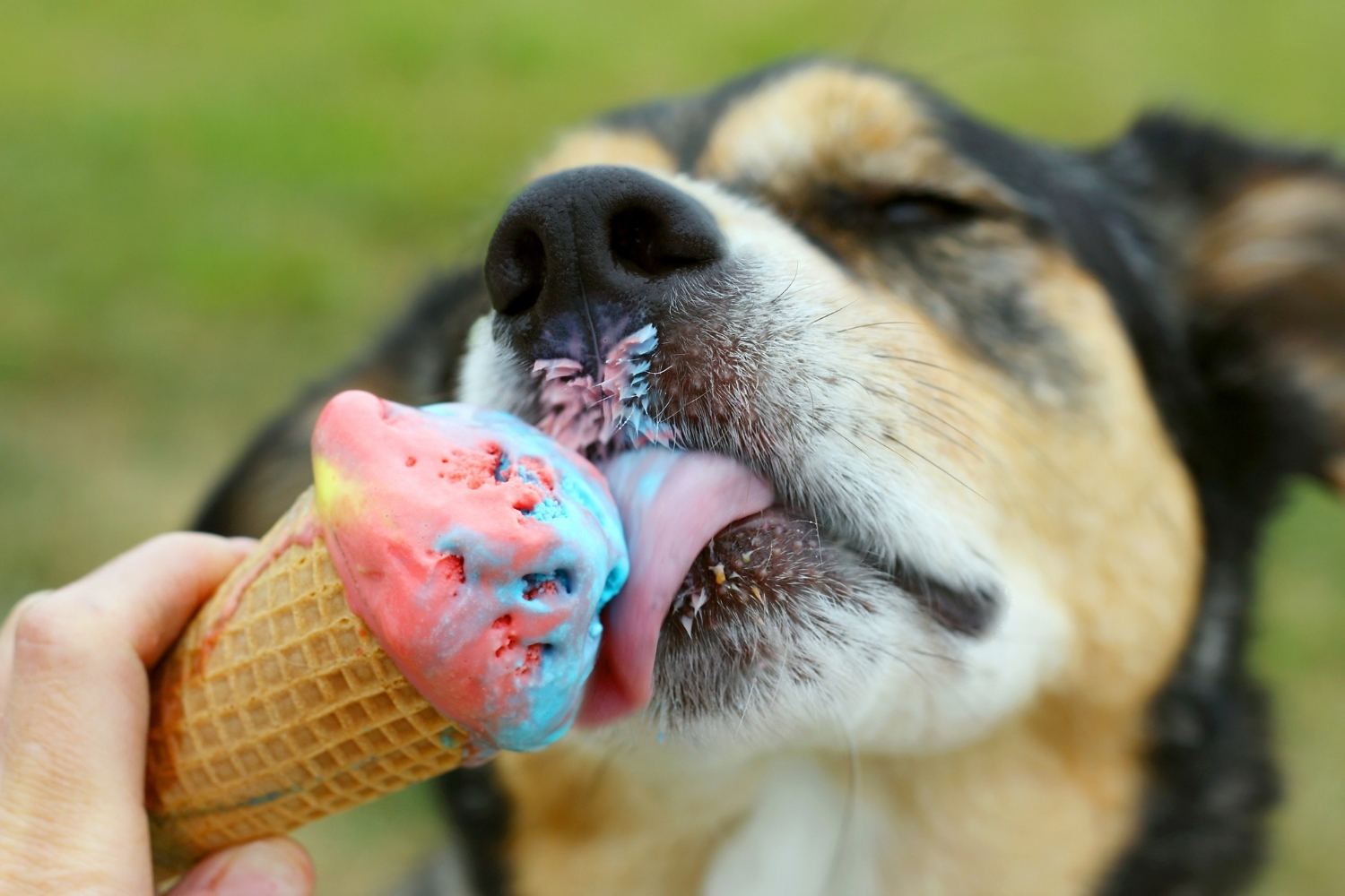 Hund frisst Eis