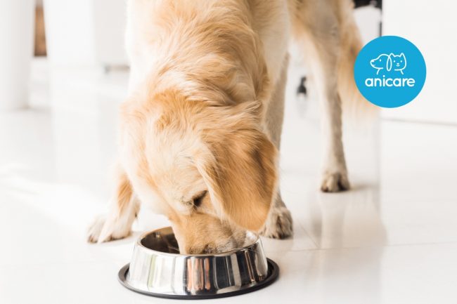 Die richtigen Lebensmittel für ein gesundes Hundeleben