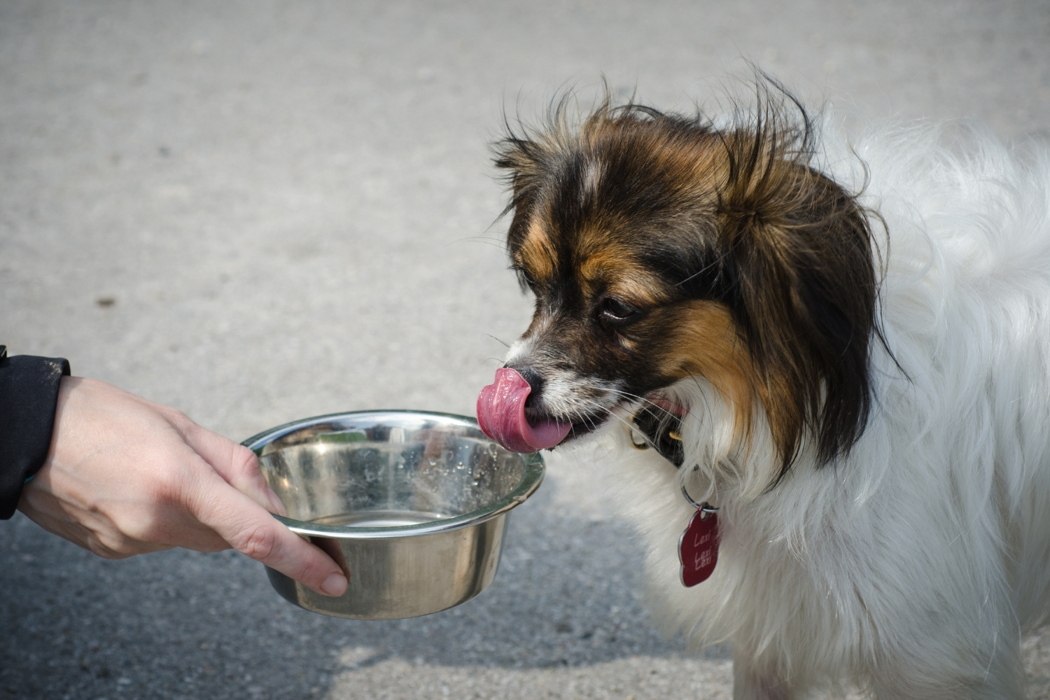 Bevande per cani