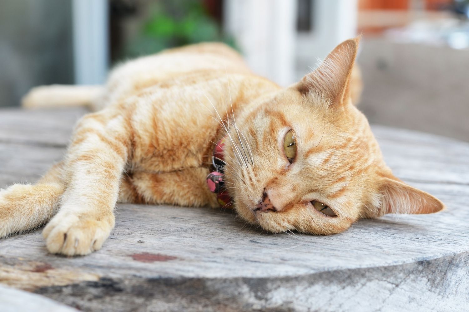 wie-du-deine-katze-gut-durch-den-hei-en-sommer-bringst-anicare