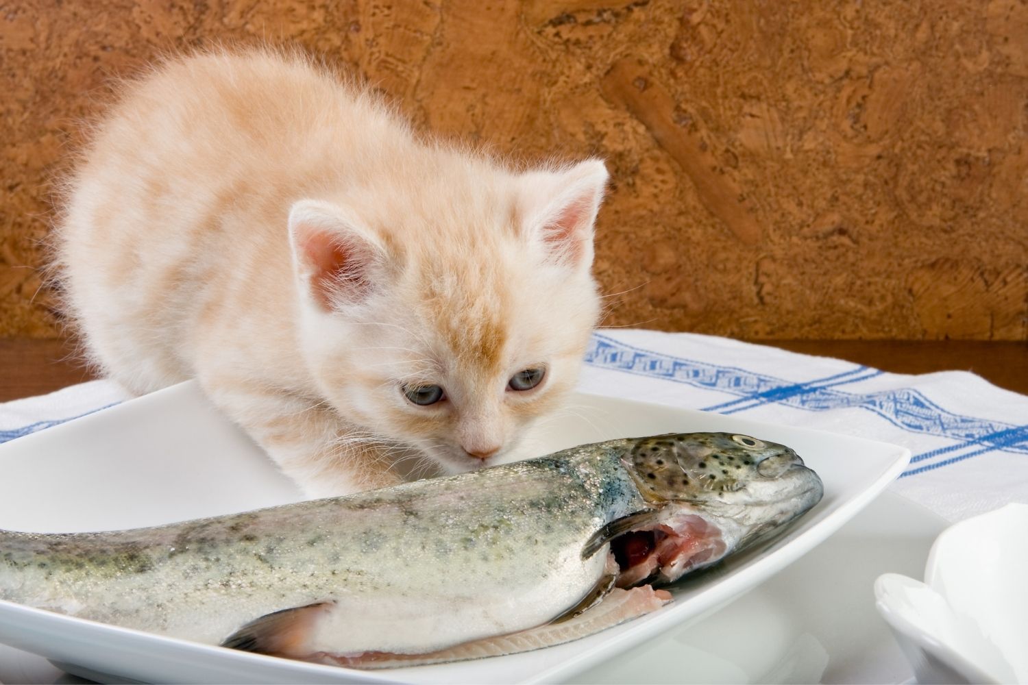 Katze riecht an Fisch