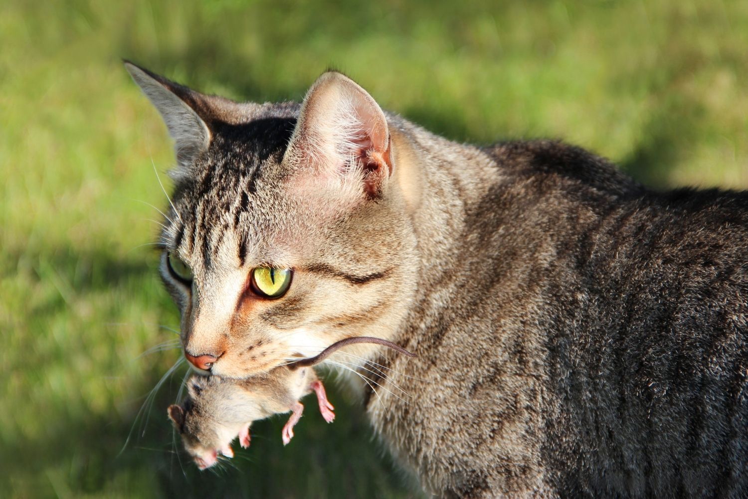 Gatto con topo in bocca