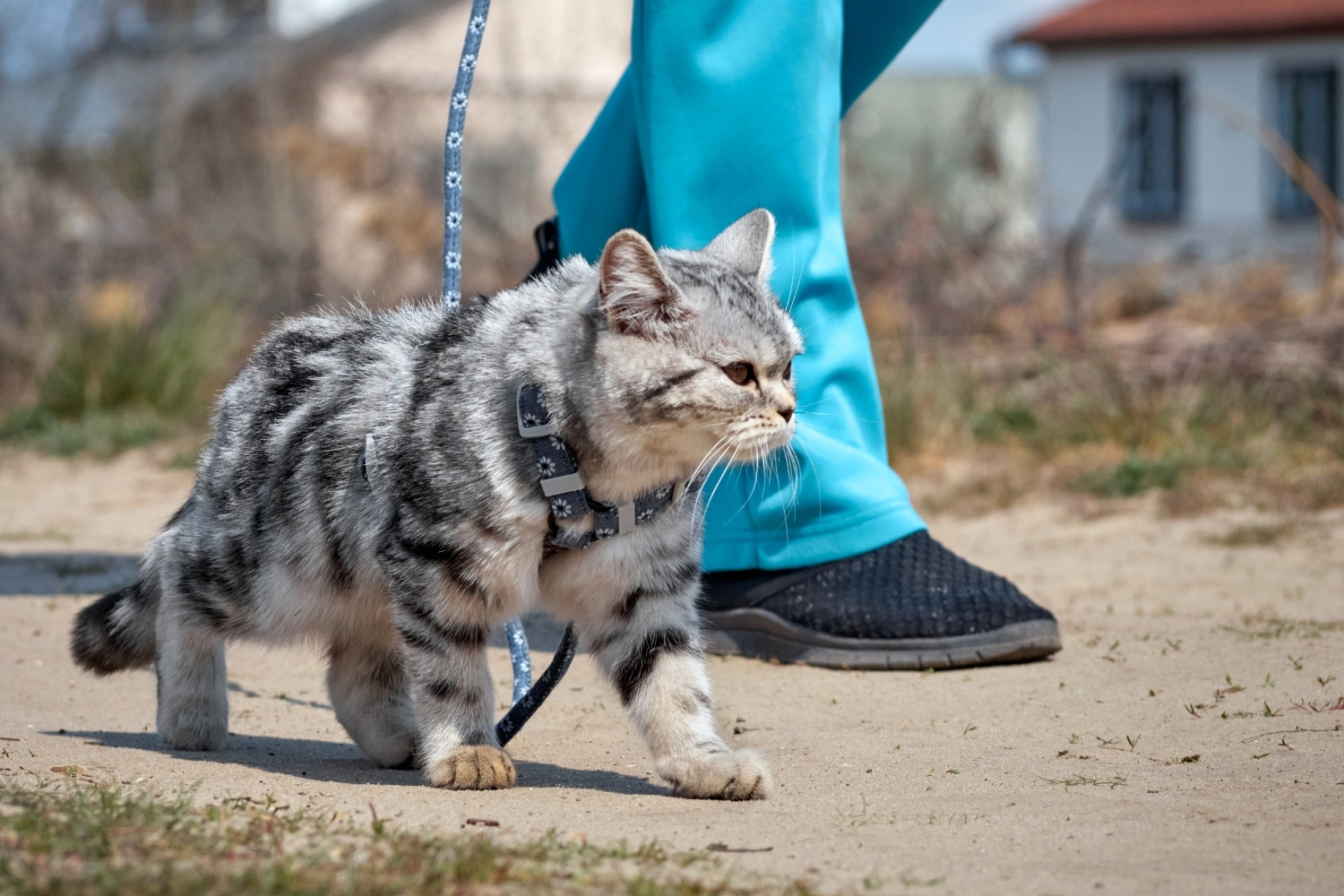 Mit Katzen spazieren
