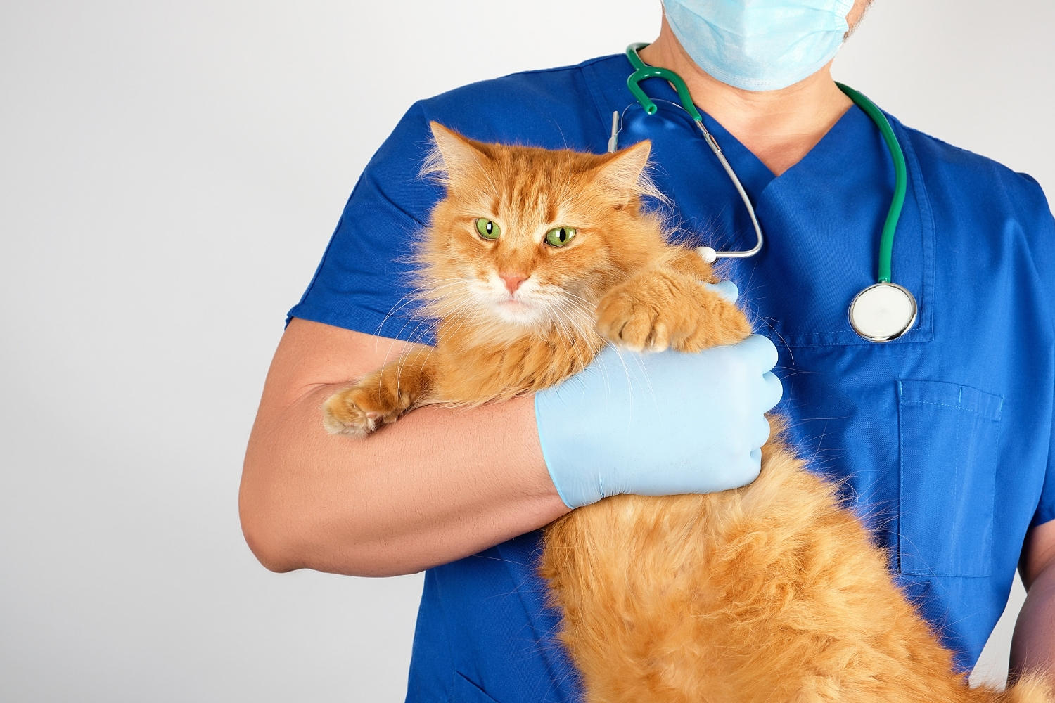 Katze aufm Arm beim Arzt
