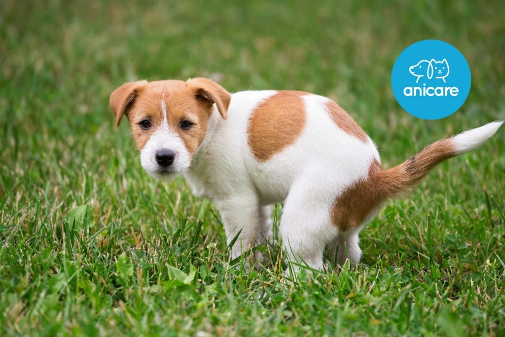 Durchfall bei Hunden – harmlos oder gefährlich?