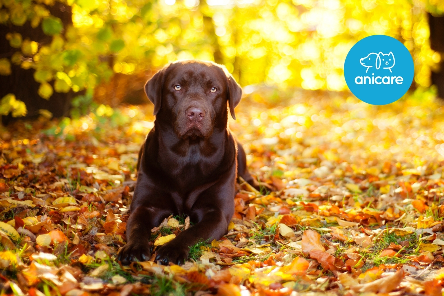 Hunde im Herbst: Was musst du beachten?