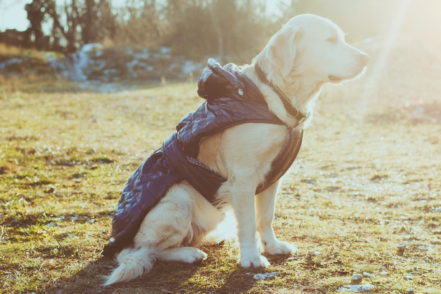 Hund mit Mantel auf Wiese