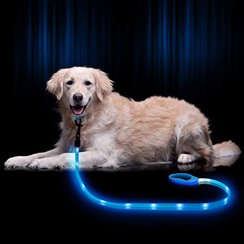 Hund mit Leuchtleine