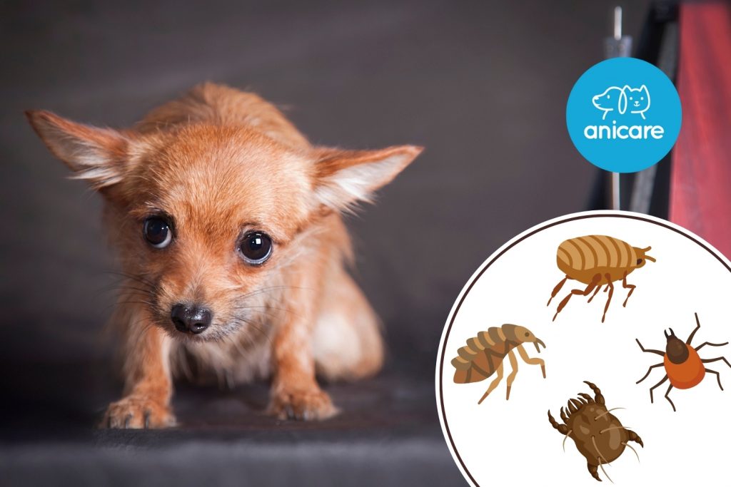 Diese Hunde-Parasiten sind im Herbst aktiv