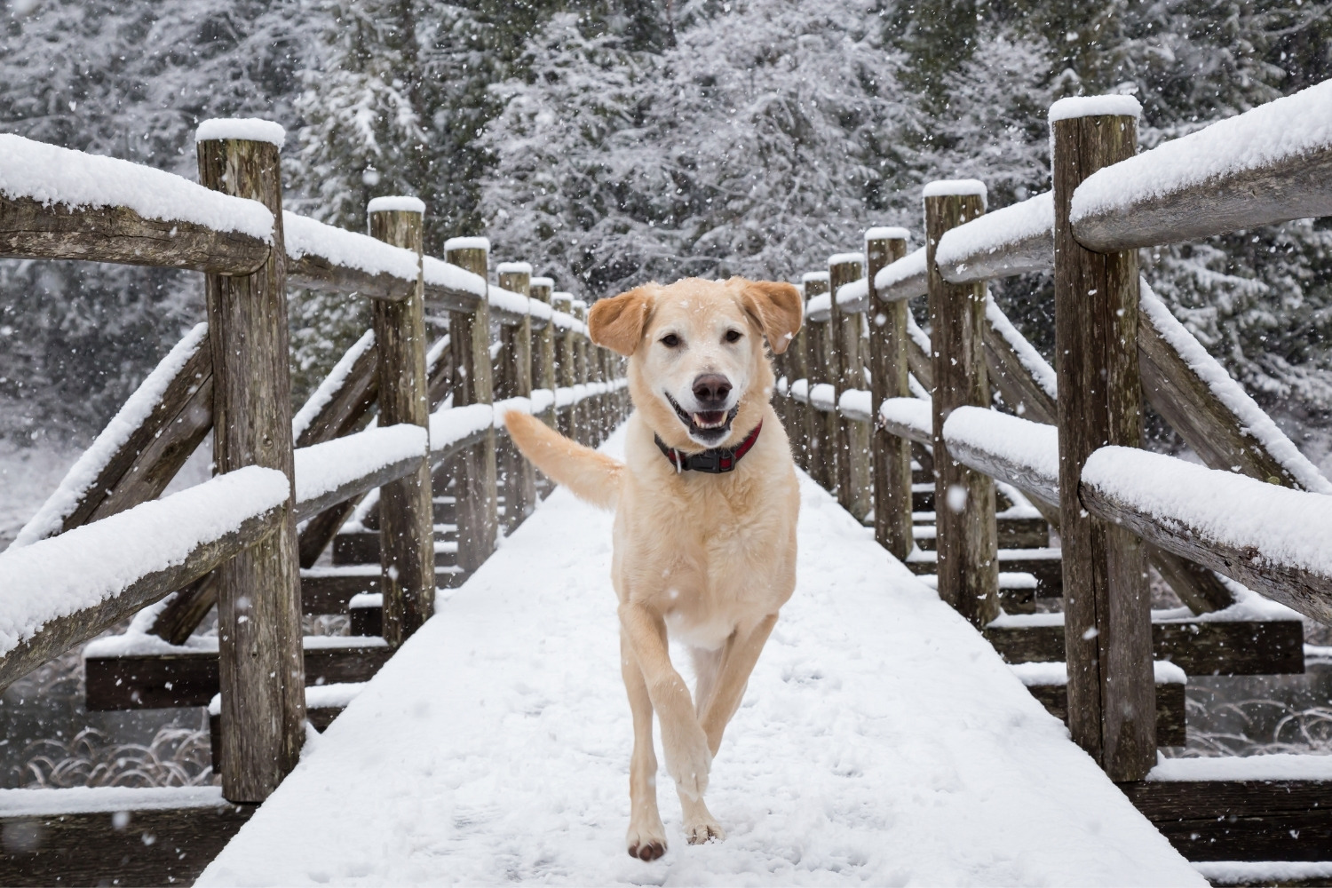 Hund läuft im Winter auf einer Brücke