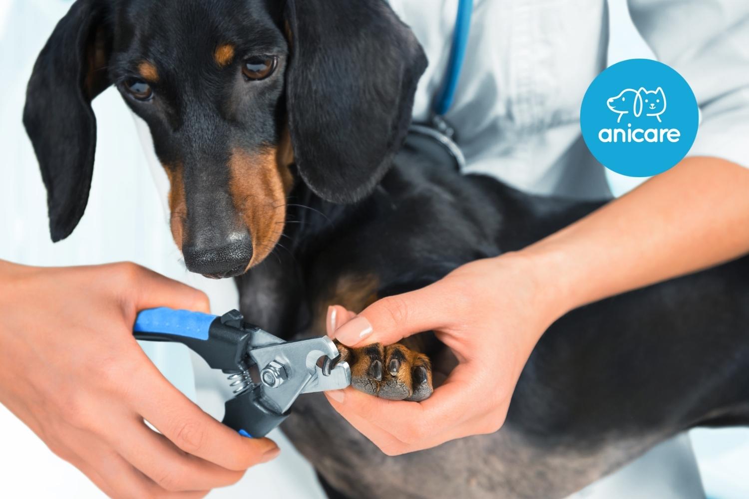 Krallenpflege beim Hund – mehr als nur Kosmetik