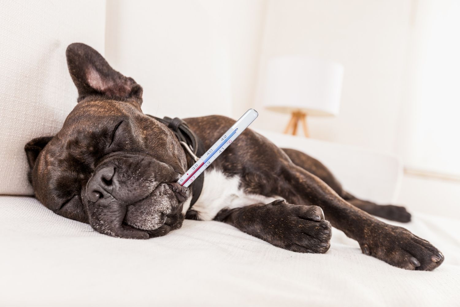Krankker Hund mit Thermometer im Maul